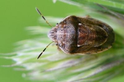 <i>Neottiglossa leporina</i>