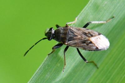 <i>Peritrechus gracilicornis</i>