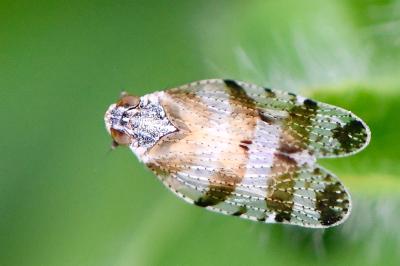 <i>Tachycixius venustulus</i>