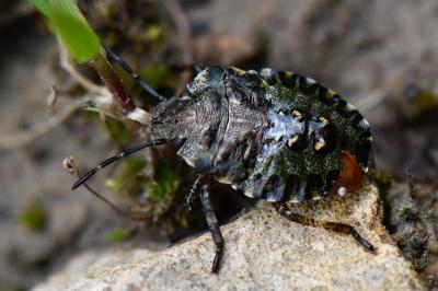 <i>Pentatoma rufipes</i>