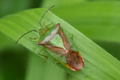 <i>Acanthosoma haemorrhoidale</i>