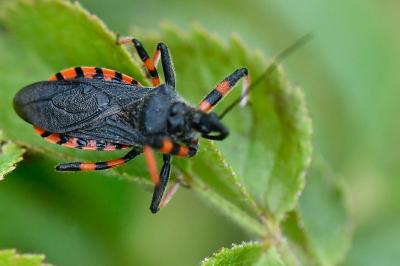 <i>Rhynocoris annulatus</i>