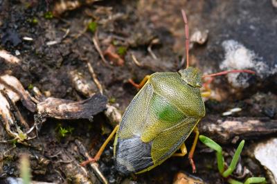 <i>Piezodorus lituratus</i>