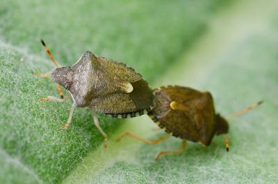 <i>Peribalus strictus</i>