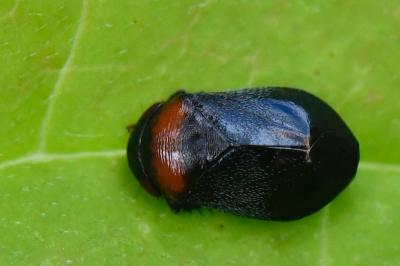 <i>Penthimia nigra</i>