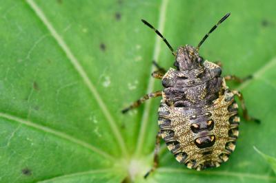 <i>Pentatoma rufipes</i>
