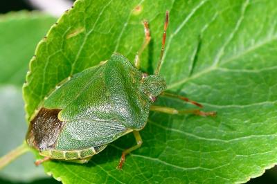 <i>Palomena prasina</i>