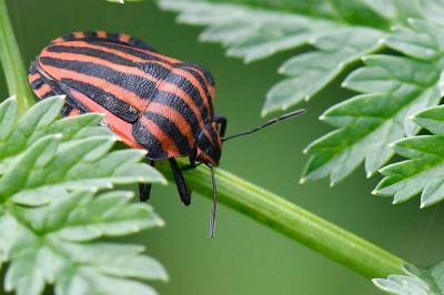 <i>Graphosoma italicum</i>