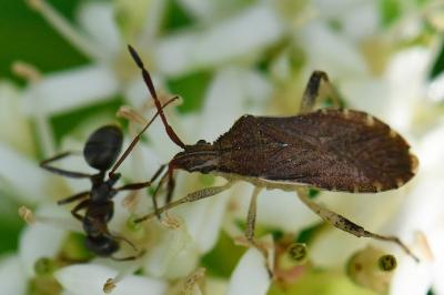 <i>Ceraleptus lividus</i>