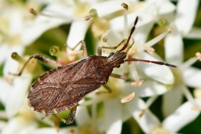 <i>Ceraleptus lividus</i>