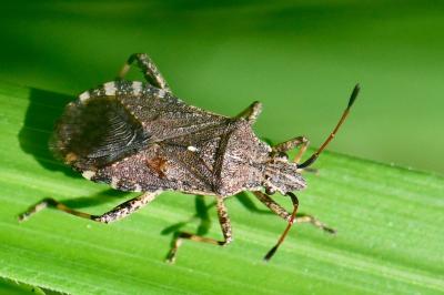 <i>Ceraleptus gracilicornis</i>