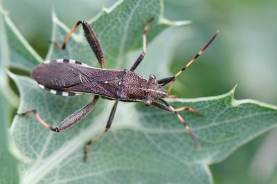 <i>Camptopus lateralis</i>
