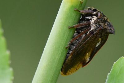 <i>Centrotus cornutus</i>