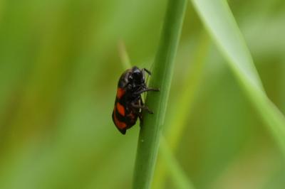 <i>Cercopis vulnerata</i>