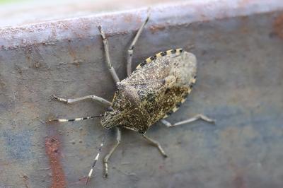 <i>Rhaphigaster nebulosa</i>