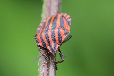 <i>Graphosoma italicum</i>