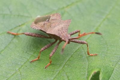 <i>Coreus marginatus</i>