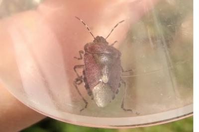 <i>Dolycoris baccarum</i>