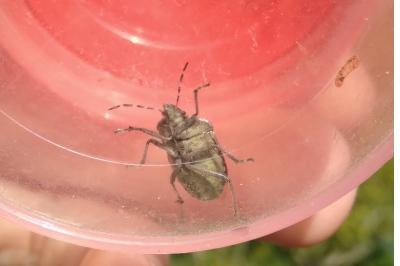 <i>Dolycoris baccarum</i>
