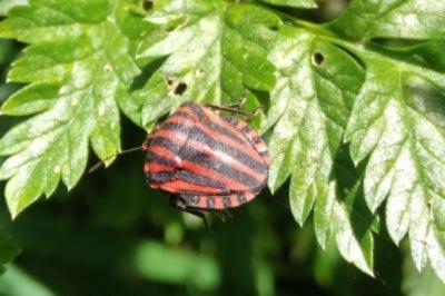<i>Graphosoma italicum</i>