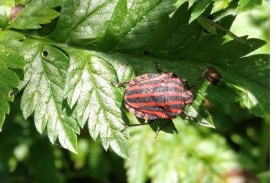 <i>Graphosoma italicum</i>