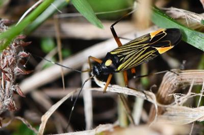 <i>Miris striatus</i>