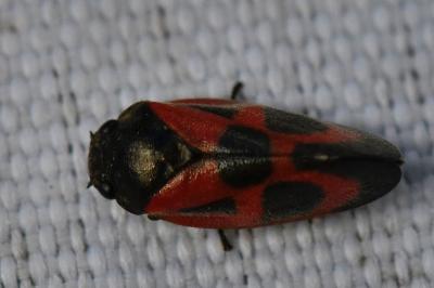 <i>Haematoloma dorsata</i>