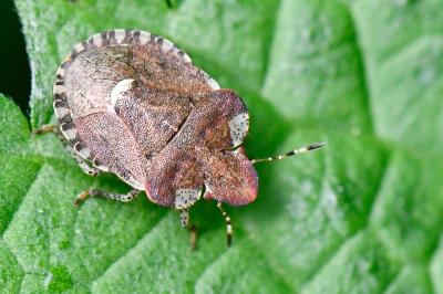 <i>Dyroderes umbraculatus</i>