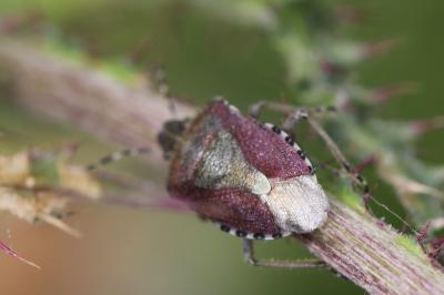 <i>Dolycoris baccarum</i>