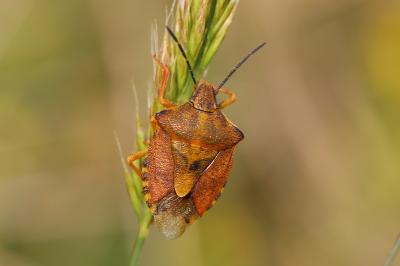 <i>Carpocoris purpureipennis</i>
