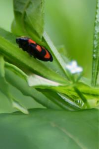 <i>Cercopis vulnerata</i>