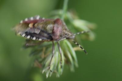 <i>Dolycoris baccarum</i>