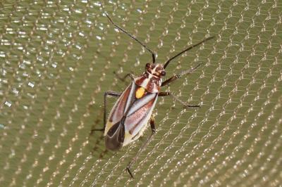 <i>Horistus orientalis</i>