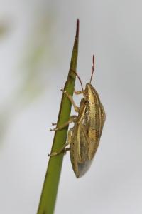 <i>Aelia acuminata</i>