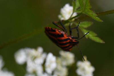 <i>Graphosoma italicum</i>