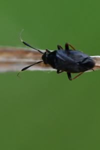 <i>Capsus ater</i>