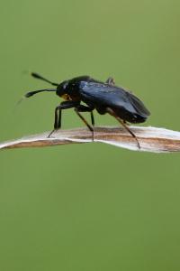 <i>Capsus ater</i>
