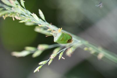 <i>Palomena prasina</i>