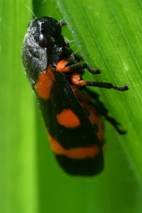 <i>Cercopis intermedia</i>