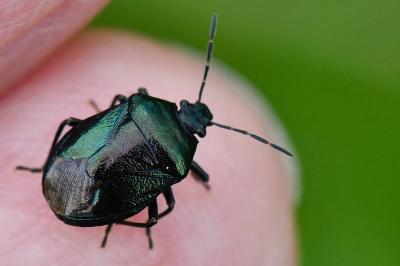 Zicrona caerulea