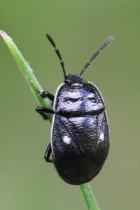 <i>Adomerus biguttatus</i>
