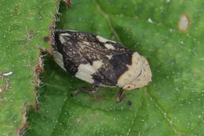 <i>Philaenus spumarius</i>