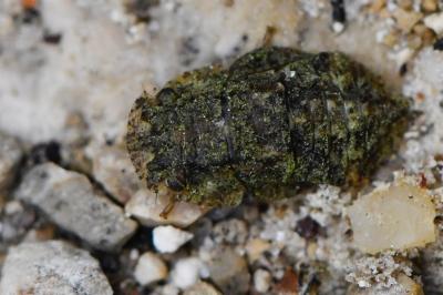 Ledra aurita
