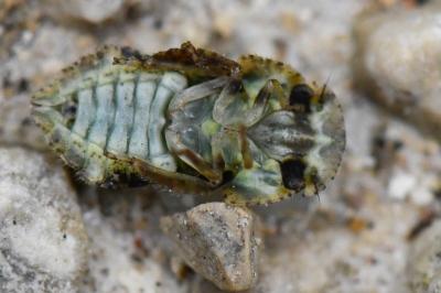 <i>Ledra aurita</i>