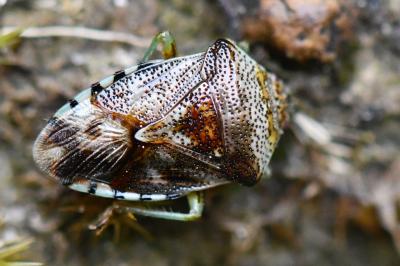 <i>Elasmucha grisea</i>