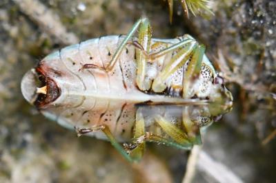<i>Elasmucha grisea</i>