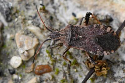 <i>Ceraleptus gracilicornis</i>