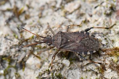 <i>Ceraleptus gracilicornis</i>