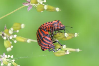 <i>Graphosoma italicum</i>
