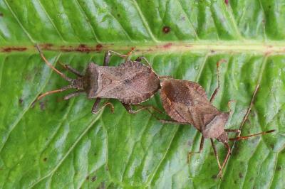 <i>Coreus marginatus</i>
